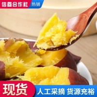 農家山芋蜜薯 紅薯西瓜紅蜜薯 新鮮沙地番薯地瓜糖心蜜薯整箱